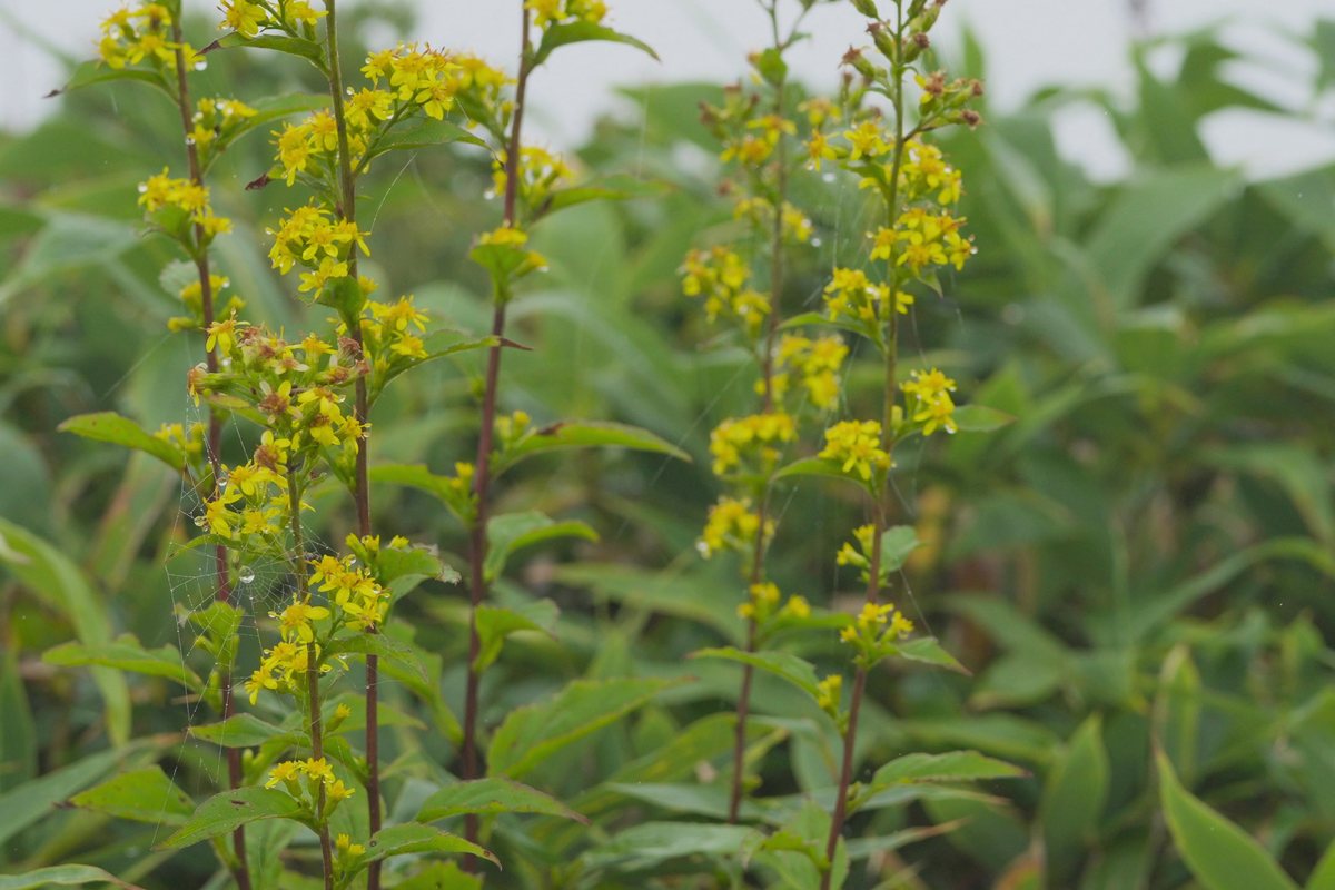 GARDEN LUT vol.10 のサンプル