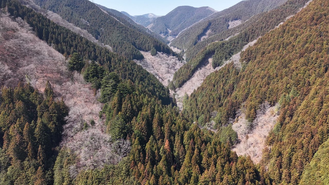 桜の山の空撮